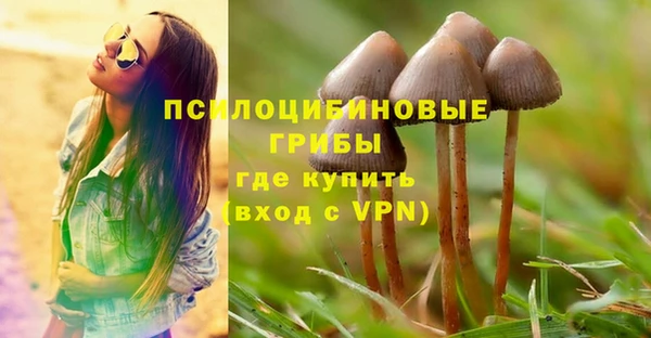 стаф Новокубанск