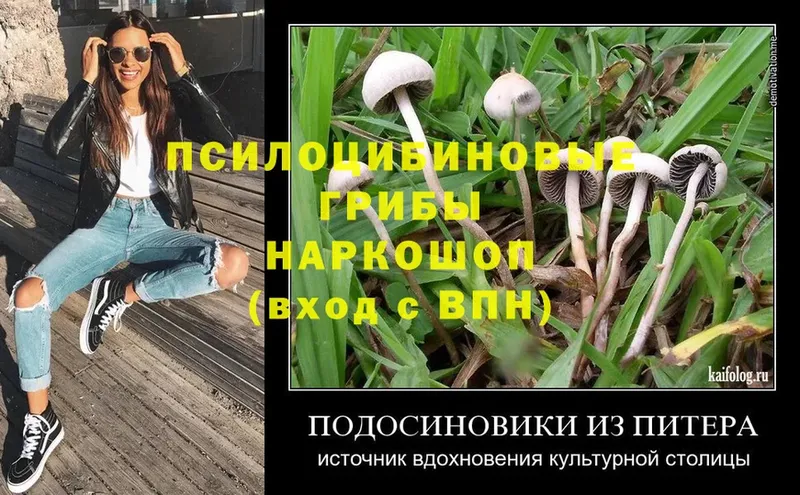 цены   Тырныауз  Галлюциногенные грибы Cubensis 